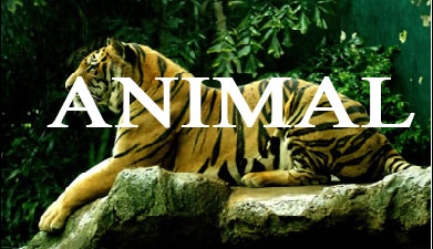 image-2775
