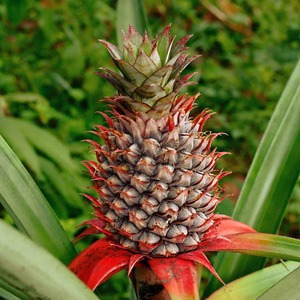 Pineapple